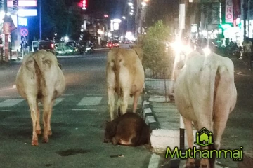 அம்பாறையில் தொடரும் கட்டாக்காலி மாடுகளின் தொந்தரவுகள்