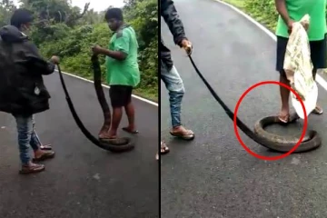 காலால் மிதித்து.. ராஜநாகத்தை அசால்டாக பிடித்த இளைஞர்! அடுத்த நொடி என்ன நடந்தது?