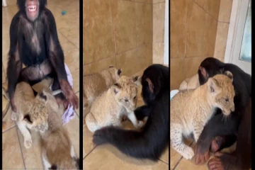 சிங்கக்குட்டிகளுக்கு தாயாக மாறிய சிம்பன்சி குரங்கு - வைரலாகும் வீடியோ