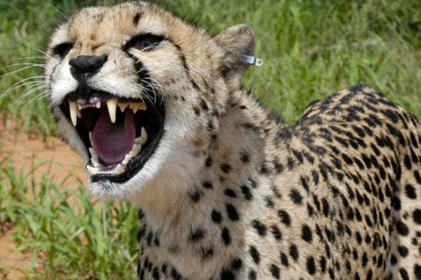 2 வயது குழந்தையை வாயில் கவ்விய சிறுத்தை - சண்டையிட்டு போராடிய தாத்தா - பாட்டி | 2 Year Baby Cheetah Attack Grandparents Save Life