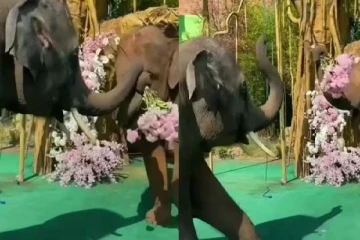 Viral video: காதலிக்கு ப்ரபோஸ் செய்த யானை! இறுதியில் ஆடிய நடனத்தைப் பாருங்க