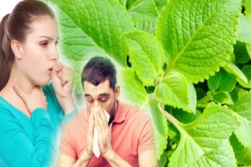 கற்பூரவள்ளி இலையில் இவ்வளவு நன்மைகளா? இது தெரியாமல் போச்சே!