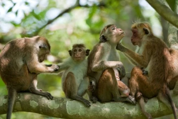 இலங்கையில் இருந்து சீனாவுக்கு செல்லவுள்ள குரங்குகள்: மக்களின் கருத்து