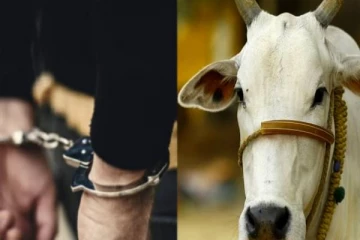 பசுவுடன் தகாத உறவு வைத்துக் கொண்டு கையும் களவுமாக மாட்டிய இளைஞர்!