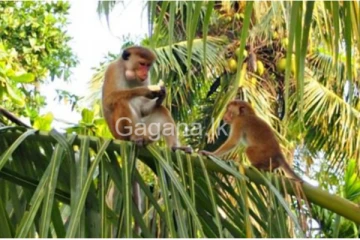 රිලා ප්‍රශ්නෙට මොකක්ද කරන්න යන්නේ..කෙටි කාලීන මෙන්ම දිගු කාලීන යෝජනා කිහිපයක්..