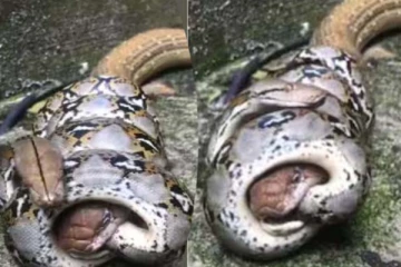 மலைப்பாம்பின் கழுத்தை நெரிக்கும் ராஜ நாகம்... நடுநடுங்க வைக்கும் அதிர்ச்சி காட்சி