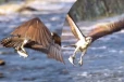 Viral Video: மின்னல் வேகத்தில் வந்த கழுகு... மீனை வேட்டையாடிச் சென்ற சுவாரசியக் காட்சி