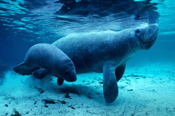 புளோரிடாவில் அழிந்து வரும் அரியவகை கடல் வாழ் உயிரினம்! | Sea Cow Species Of Marine Life In Florida