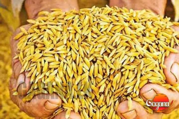 වී අලෙවි මණ්ඩලයේ නව වී මිලදී ගැනීමේ මිල ගණන්