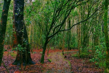 இலங்கையில் அழிந்து வரும் காடுகள்