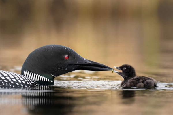නිමක් නොවන දරු සෙනෙහසේ අරුමය කියන 