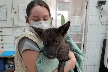 உலகிலேயே முதன் முறையாக நாய் – நரி கலப்பினம்; எப்படி இப்படி?