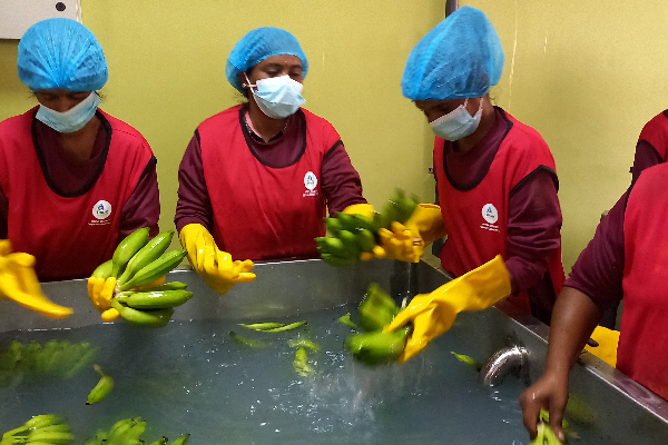 துபாய்க்கு ஏற்றுமதியாகும் யாழ் வாழைப்பழங்கள் ! | Jaffa Bananas Exported To Dubai