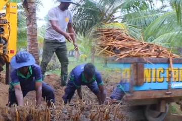 இவ்வளவு பனங்கிழங்கா? Reecha Organic Farm மற்றுமொரு அசத்தல்!(Video)
