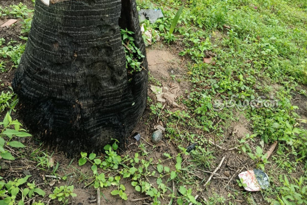 அம்பாறையில் வெற்றுக் காணியில் இருந்து கைக்குண்டு மீட்பு | Hand Grenade Recovered In Ampara