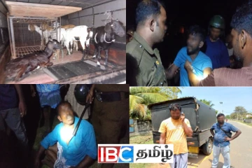 வேலணை மக்களிடம் இரவு நேரம் சிக்கிய கால்நடை திருட்டு கும்பல்