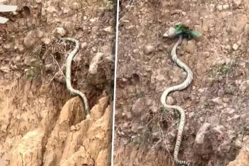 அம்மாடியோவ்… பார்த்ததும் மூச்சடைக்க வைக்கும் ராட்சத ராஜநாகம்! இவ்வளவு பெருசா இருக்கு...!