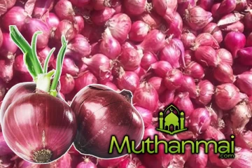 அதிகளவில் இறக்குமதி செய்யப்படவுள்ள வெங்காயம்