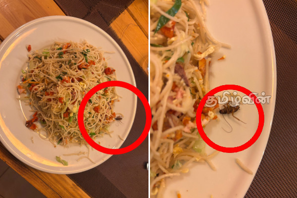 யாழில் ஹோட்டல் ஒன்றில் கரப்பான் பூச்சியுடன் வழங்கப்பட்ட நூடில்ஸ் | Noodles Served Cockroaches At A Hotel In Jaffna