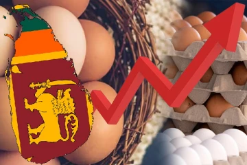 இன்று முதல் முட்டை விலை உயர்வு