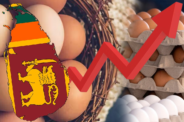 இன்று முதல் முட்டை விலை உயர்வு - ஐபிசி தமிழ்