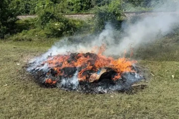 தமிழர் பகுதியில் 300 கிலோவிற்கு மேற்பட்ட கஞ்சா எரிப்பு!