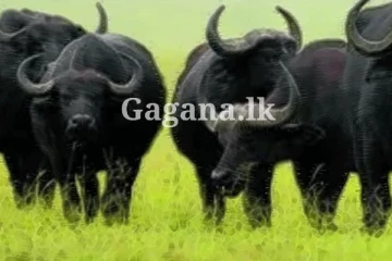 කුලප්පු වුන මී හරක් රංචුවක් නිසා ළමයි 05ක් රෝහල්ගත කරයි.