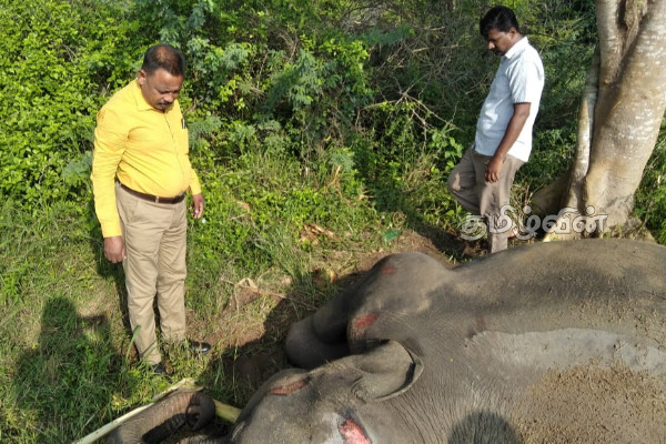 லொறியுடன் மோதி விபத்துக்குள்ளாகி யானை உயிரிழப்பு(Photos) | Elephant Killed In Collision With Truck
