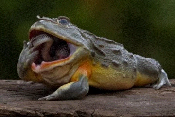 ஆபத்தான விஷப்பாம்பையே ருசித்து விழுங்கிய தவலை.... இயற்கையையும் மிரள வைத்த ஆச்சரியம்!