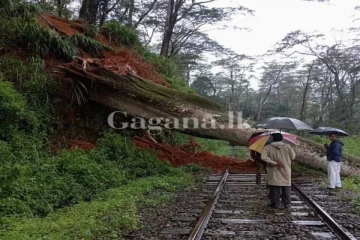 ගසක් නිසා ප්‍රධාන දුම්රියක් අද පරක්කුයි.. දුම්රිය පාලක මැදිරියෙන් දැනුම්දීමක්..