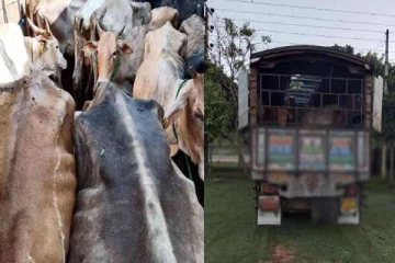 தமிழர் பகுதியொன்றில் அனுமதிப்பத்திரம் இன்றி மாடுகளை ஏற்றிச் சென்ற மூவர் கைது