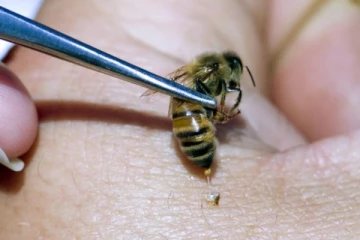 ලොව පළමු වරට මී මැස්සන්ටත් එන්නතක්