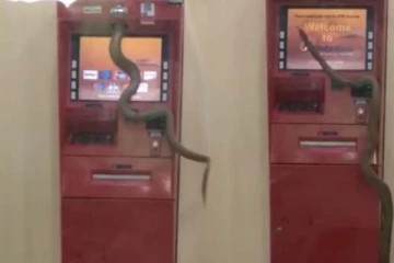 ஏடிஎம் இயந்திரத்தில் புகுந்து விளையாடிய பாம்பு... நடுநடுங்கி நின்ற மக்கள்