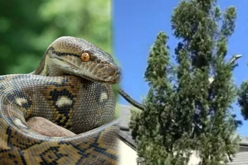 ஆத்தாடி இவ்வளவு பெருசா.. அசால்ட்டா மரம் ஏறிய 16 அடி நீளமுள்ள மலைப்பாம்பு - வீடியோ வைரல்!