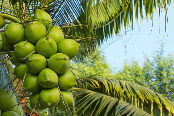நாட்டில் வீழ்ச்சி அடையும் தெங்கு உற்பத்தி | Coconut Production Coconut Price In Sri Lanka Gov