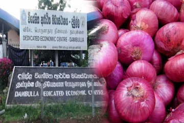 மீண்டும் உயர்வடைந்துள்ள பெரிய வெங்காயத்தின் விலை