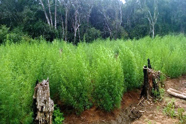 காட்டுக்குள் 10 ஏக்கர் நிலத்தில் ஒழித்து வளர்க்கப்பட்ட கஞ்சா செடிகள்! | Cannabis Plants On 10 Acres Of Land In The Forest காட்டுக்குள் 10 ஏக்கர் நிலத்தில் ஒழித்து வளர்க்கப்பட்ட கஞ்சா செடிகள்! | Cannabis Plants On 10 Acres Of Land In The Forest