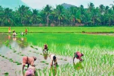 தைப்பொங்கல் தினத்தில் கிளிநொச்சி விவசாயிகளுக்கு ஏற்பட்ட அவல நிலை