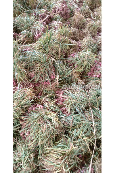 வெங்காயத்தால் ஏற்பட்ட சிக்கல்: கவலையில் விவசாயிகள் | Onion Problem Farmers Worried