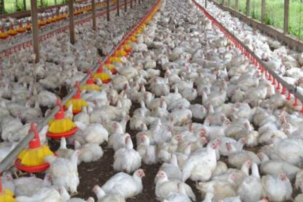 தொழிலை கைவிடும் நிலையில் கோழிப் பண்ணையாளர்கள்! | Poultry Farmers Process Of Abandoning The Business