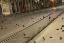 இத்தாலியில் கொத்துக் கொத்தாக செத்து மடிந்த பறவைகள்!