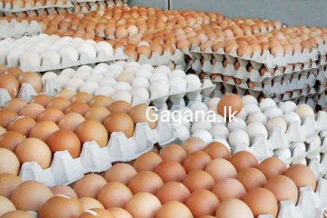 වහාම ක්‍රියාත්මක වන පරිදි බිත්තර මිල ගැන තීරණයක් ගන්න යයි..