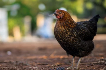 பிரித்தானிய கிராமம் ஒன்றில் பயங்கர தொற்றுநோய்க்கிருமிகள்: கொல்லப்படும் பறவைகள்