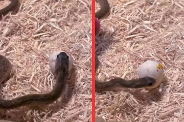 viral video: முட்டையை முழுமையாக விழுங்கும் பாம்பு... மெய் சிலிர்க்கும் வைரல் காட்சி
