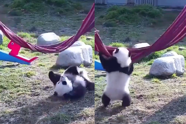 விழுந்து விழுந்து  குட்டி பண்டா செய்த காரியம்! இறுதி வரை நடக்கும் சுவாரஷ்யம் | Baby Panda Trying To Get On A Hammock