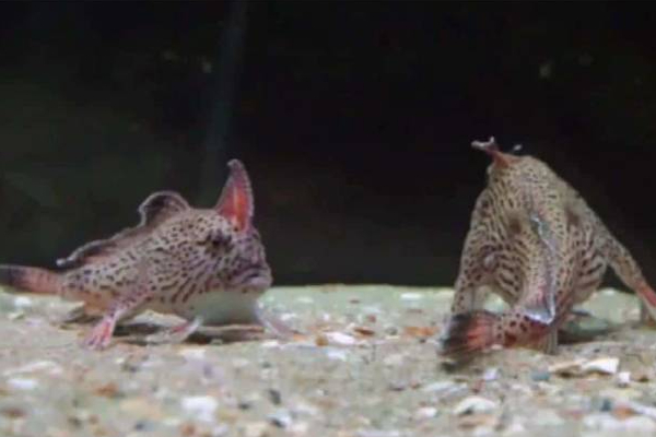 22 வருடங்களுக்கு பின் கண்டுபிடிக்கப்பட்ட அரிய வகை மீன்! | Tasmania Island Pink Fish Tasman Sea Australia 22 வருடங்களுக்கு பின் கண்டுபிடிக்கப்பட்ட அரிய வகை மீன்! | Tasmania Island Pink Fish Tasman Sea Australia