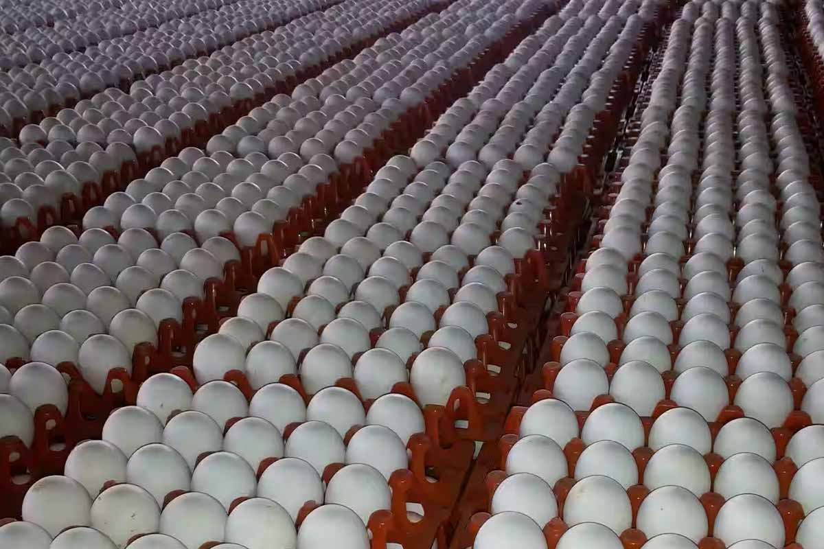 வரலாற்றிலேயே உச்சத்தை எட்டிய முட்டையின் விலை | Egg Price Increased In Namakkal