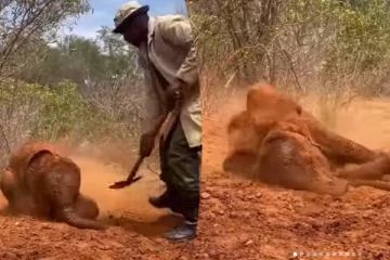 Viral Video: யானை மண் குளியல் போட்டு பார்த்ததுண்டா? சிரிப்பை ஏற்படுத்தும் காட்சி