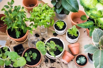 இந்த மரம், செடிகளை வீட்டில் வளர்க்கவே கூடாதாம்! சிக்கலை ஏற்படுத்தும் ஜாக்கிரதை