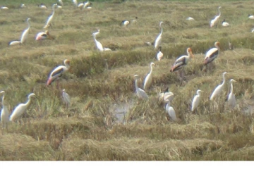 மட்டக்களப்பிற்கு படையெடுக்கும் வெளிநாட்டு பறவைகள்